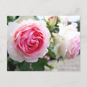 Rosa Pierre de Ronsard [Postcard] Postcard