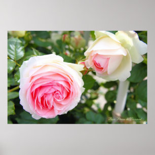 Rosa Pierre de Ronsard [Poster] Poster