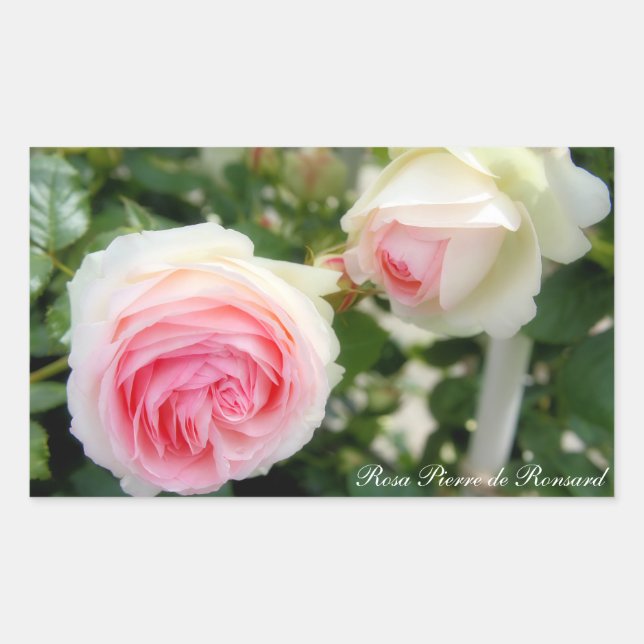 Rosa Pierre de Ronsard: Rectangle Seal (Front)