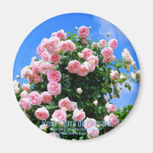 Rosa Pierre de Ronsard [Round Magnet] Magnet