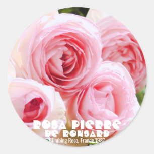 Rosa Pierre de Ronsard [Round Seal] ラウンドシール Classic Round Sticker