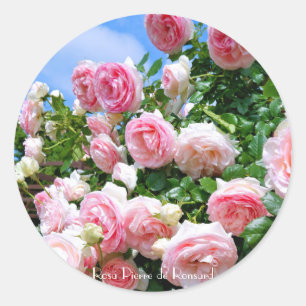 Rosa Pierre de Ronsard [Round Seal] Round Seal