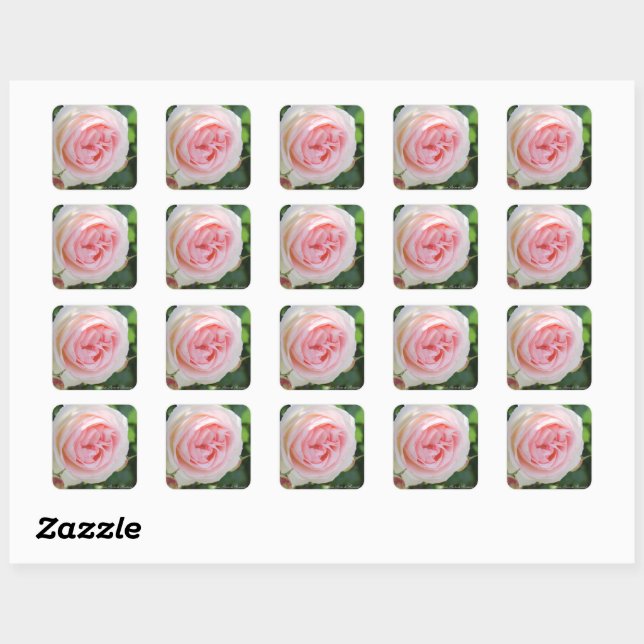 Rosa Pierre de Ronsard: Seal (Sheet)