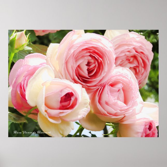 Rosa Pierre de Ronsard：Value Poster Paper (Front)