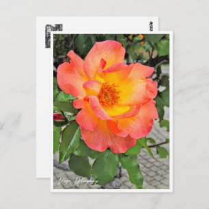 Rosa Playboy Postcard