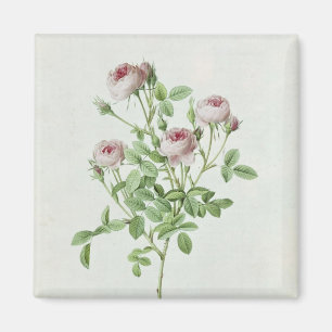 Rosa Pomponia, from 'Les Roses' Magnet