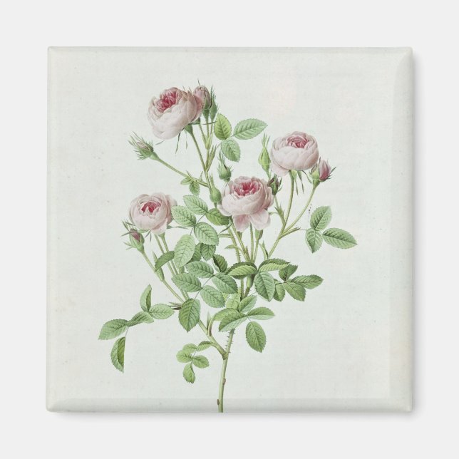 Rosa Pomponia, from 'Les Roses' Magnet (Front)