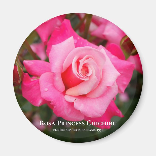Rosa Princess Chichibu Magnet (Front)