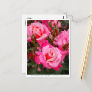 Rosa Princess Chichibu Postcard