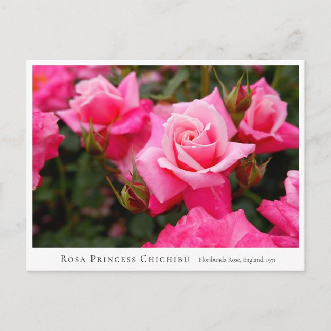 Rosa Princess Chichibu Postcard (Front)