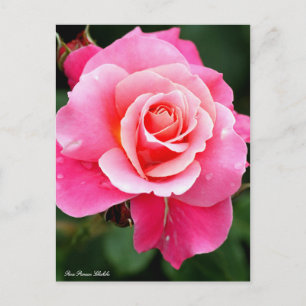 Rosa Princess Chichibu: Postcard