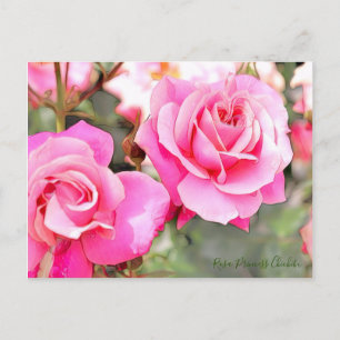 Rosa Princess Chichibu [Postcard] Postcard
