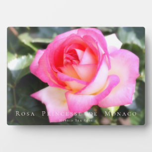Rosa Princesse de Monaco:Photoplark Plaque
