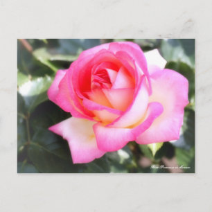 Rosa Princesse de Monaco:Postcard Postcard