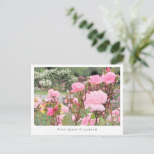 Rosa Queen Elizabeth Postcard