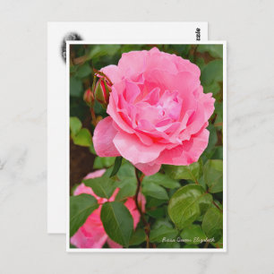 Rosa Queen Elizabeth Postcard