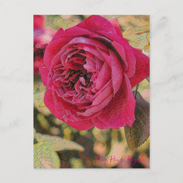 Rosa Rouge Royale [Postcard] Postcard (Front)