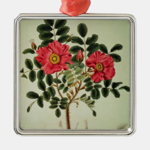Rosa rugosa, from 'Flora Japonica' Metal Ornament