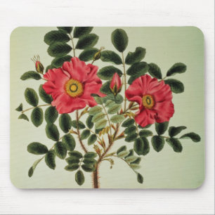 Rosa rugosa, from 'Flora Japonica' Mouse Pad