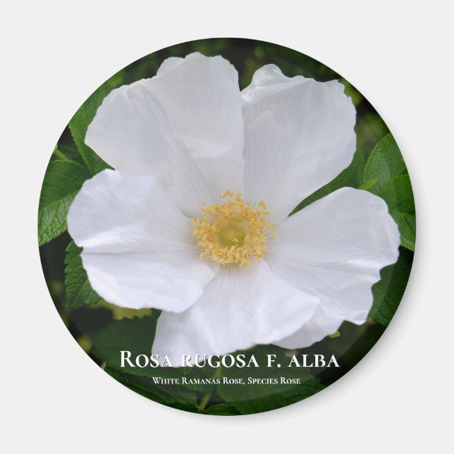 Rosa rugosa magnet (Front)