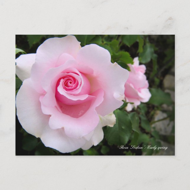 Rosa‘Soshun’：Postcard Postcard (Front)
