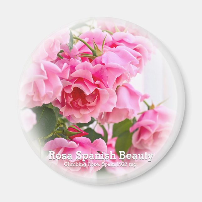 Rosa Spanish Beauty Magnet (Front)