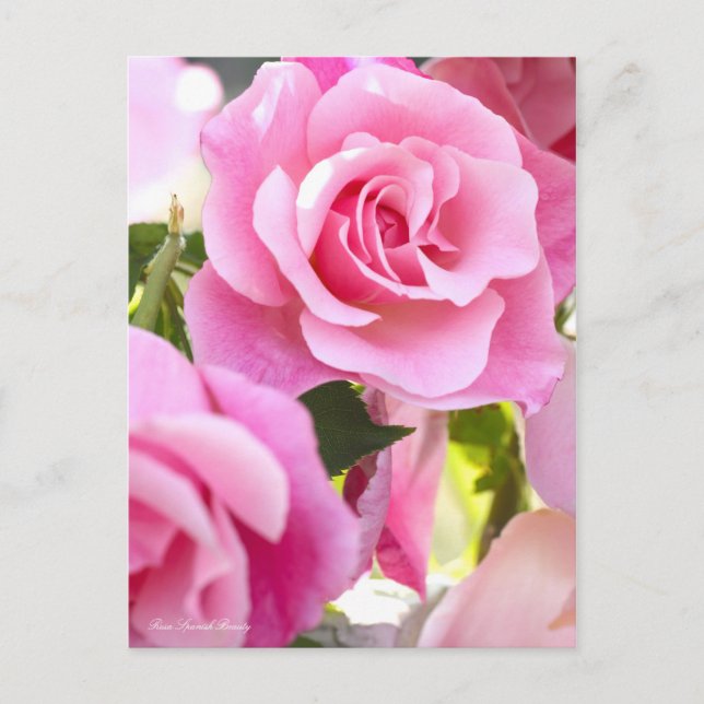 Rosa Spanish Beauty [Postcard] Postcard (Front)