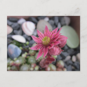 Rosa Steingartenblüte Postcard