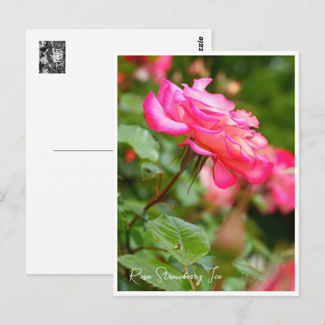 Rosa Strawberry Ice Postcard (Front/Back)