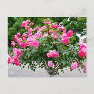 Rosa Strawberry Ice [Postcard] Postcard