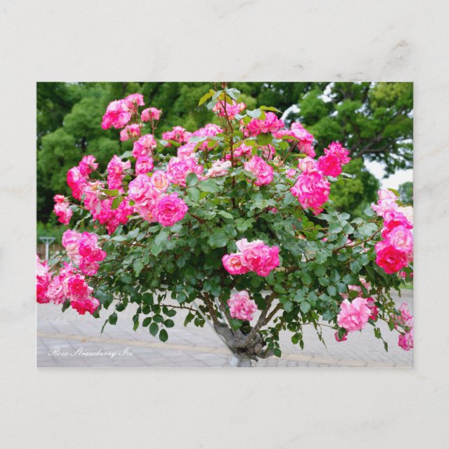 Rosa Strawberry Ice [Postcard] Postcard (Front)