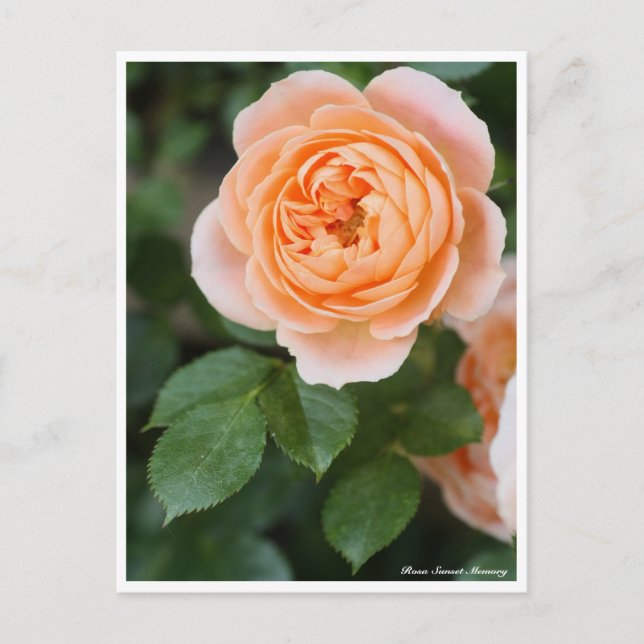 Rosa Sunset Memory Postcard (Front)
