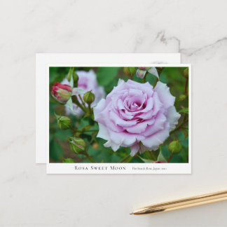 Rosa Sweet Moon Postcard