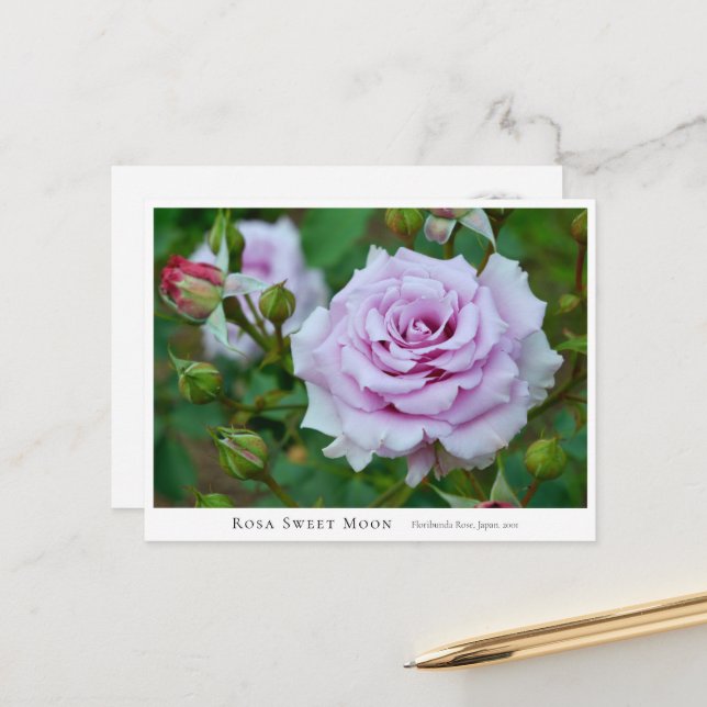 Rosa Sweet Moon Postcard (Front/Back In Situ)