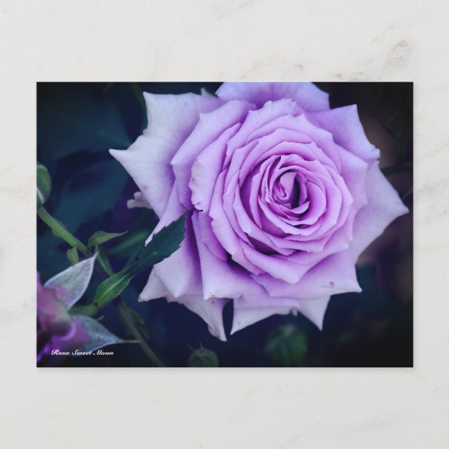 Rosa Sweet Moon Postcard (Front)