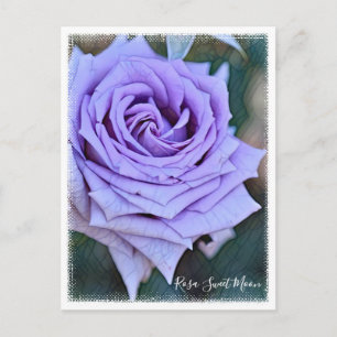 Rosa Sweet Moon Postcard