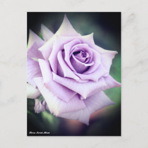 Rosa Sweet Moon Postcard