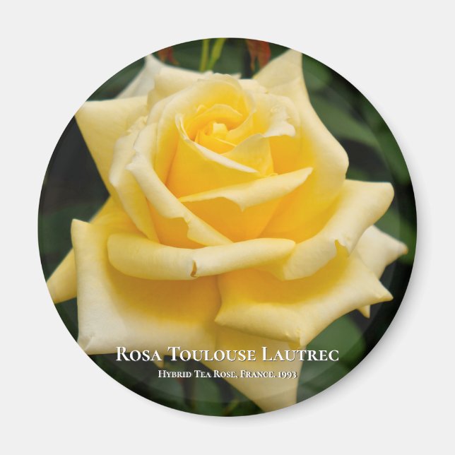 Rosa Toulouse Lautrec Magnet (Front)