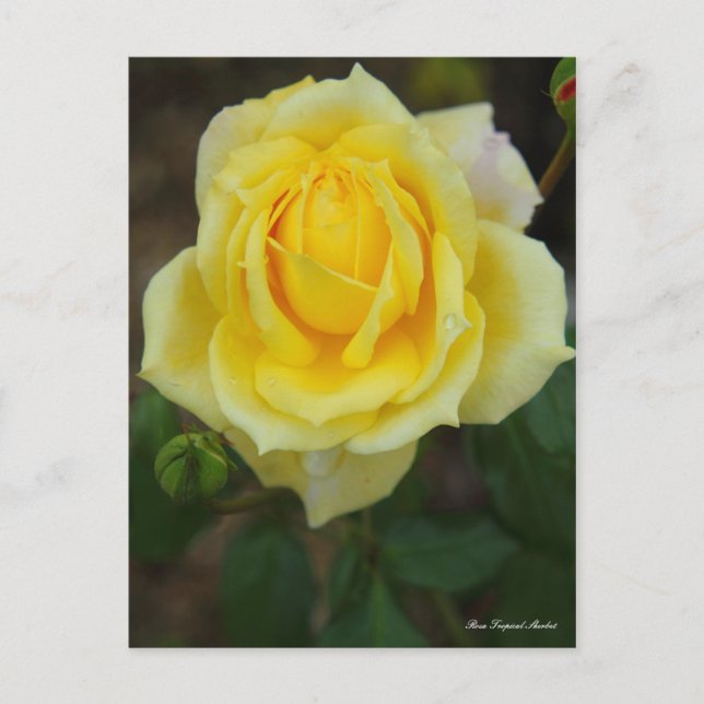 Rosa Tropical Sherbet [Postcard] Postcard (Front)