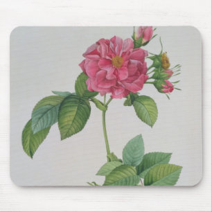 Rosa Turbinata, from ,Les Roses', Vol 1, 1817 Mouse Pad