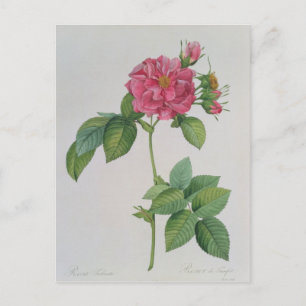 Rosa Turbinata, from ,Les Roses', Vol 1, 1817 Postcard
