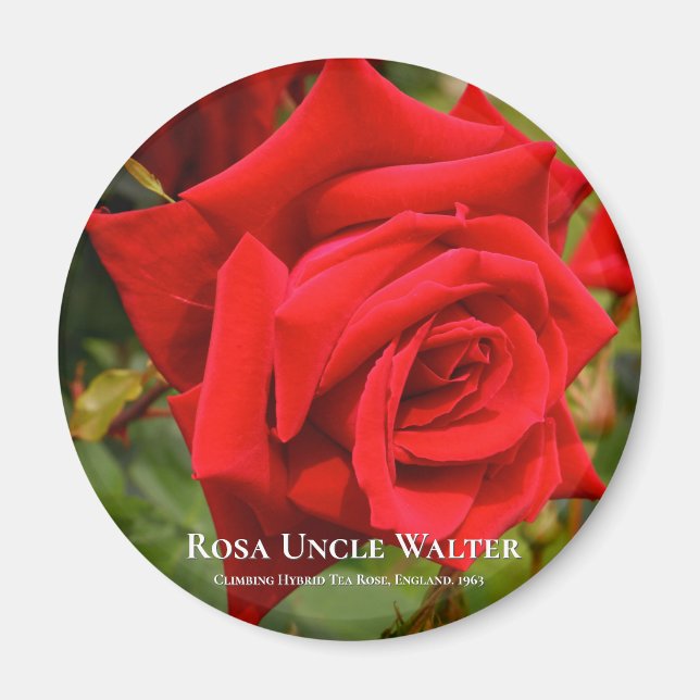 Rosa Uncle Walter Magnet (Front)
