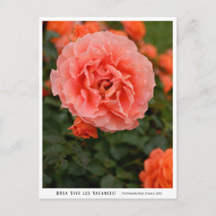 Rosa Vive les Vacances! Postcard