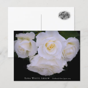 Rosa White Arrow Postcard