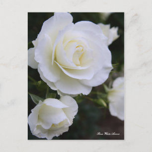Rosa White Arrow:Postcard Postcard