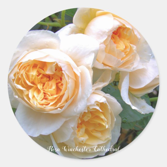 Rosa Winchester Cathedral ラウンドシール Classic Round Sticker (Front)
