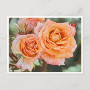Rosa‘Yachiyo-nishiki’(八千代錦) Postcard