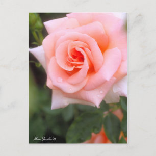 Rosa Zambra '93:Postcard Postcard