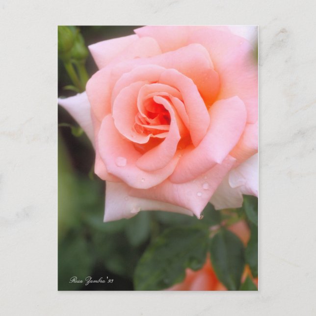 Rosa Zambra '93：Postcard Postcard (Front)