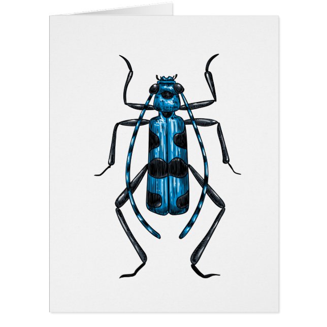 Rosalia Alpina beetle (Front)